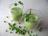 Mint Pea Soup