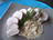 Pork Filet Mignon with Creamy Mustard Sauce