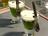 Asparagus Granita, Olive Oil Emulsion and Balsamic Cubes