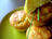Mini cakes au crabe