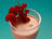 Milkshake light aux framboises