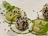 Ricotta Balls with Sesame Seeds, Avocado Cream and Pistachio Pesto