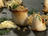 Quinoa and Squid with Smoked Eggplant