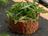 Chopped Steak Tartare