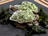 Seaweed and Oyster Purée 