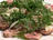 Mock Veal Carpaccio