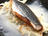 Mackerel Confit with Tandoori Spices, Coconut and Braised Fennel