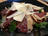 Conchiglioni Salad with Pine Nuts and Dried Duck Breast