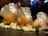 Salted Butter Caramel and Cocos de Paimpol Doughnut