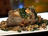 Pan-Fried Abalone with Garlic, Parsley and Seared Coral