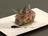 Bluefin Tuna with Grapefruit, Red Onions and Caper Mayonnaise