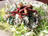 Wild Mushroom Salad
