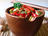 Ginger Chicken Stir-Fry